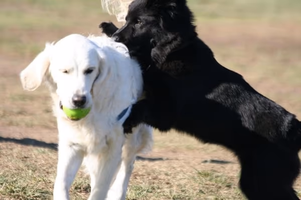 Maddox Neighborhood Dog Park photo 2